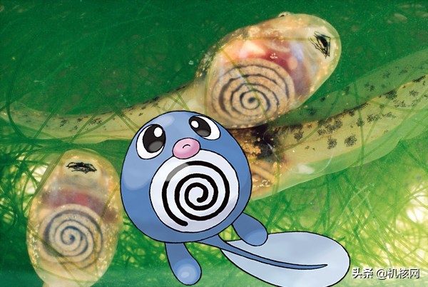 宝可梦游戏为什么不好玩,宝可梦游戏都差不多吗