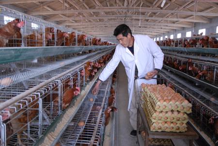 鸡蛋的颜色有哪几种,各种颜色鸡蛋对照表