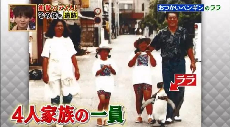 去世的小企鹅,死去的南极企鹅