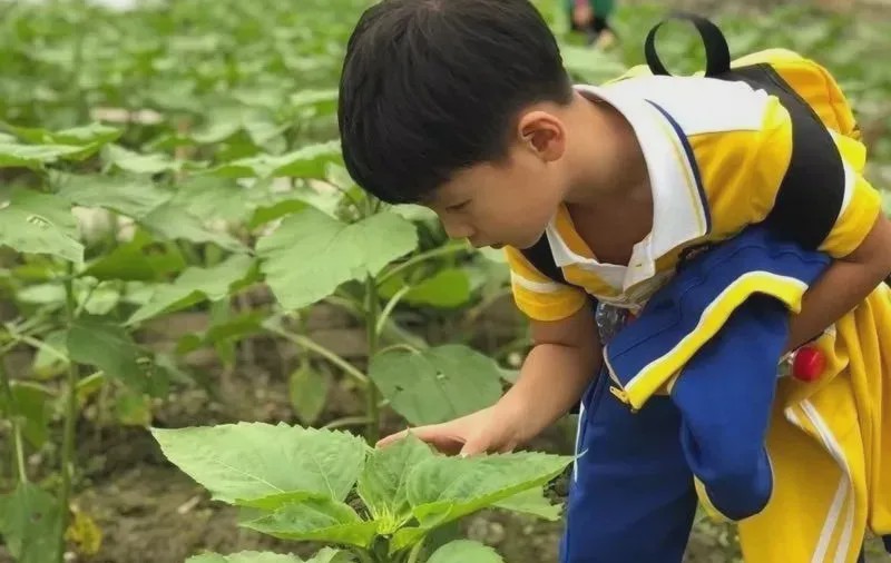 小学招生2000人,美视国际学校收费
