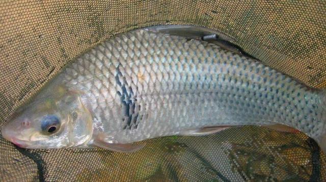 怎样钓老鱼视频教程,老钓友亲身传授野钓鲫鱼的秘诀