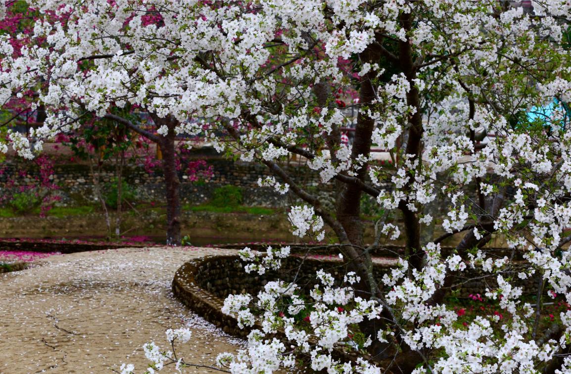广东看樱花旅游景点推荐,广东樱花打卡景点