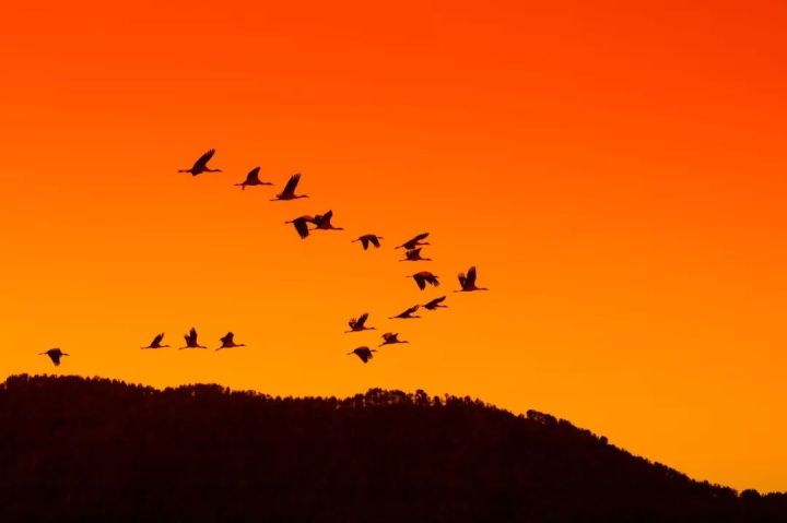 什么是云南品种,什么是云南的特色