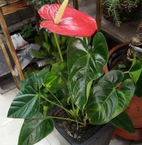 水果皮厨余垃圾是怎么变成肥料的,香蕉皮用来养花的几大作用