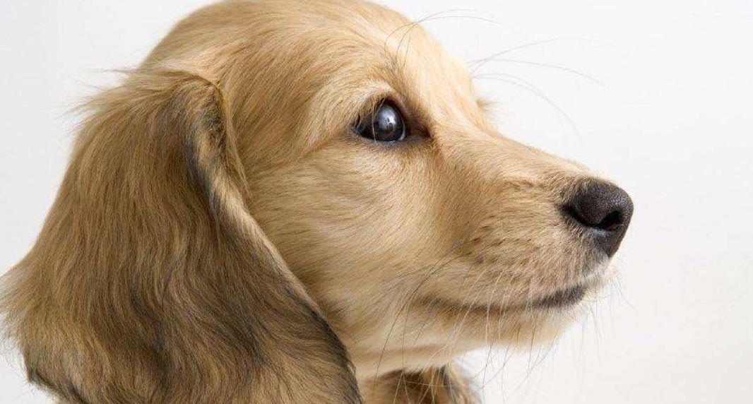 金毛好不好养适合养不,金毛好不好咬人