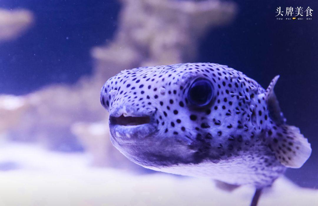 绚丽珊瑚海300+种海底生物，火爆盆友圈的网红打卡圣地就在中山路