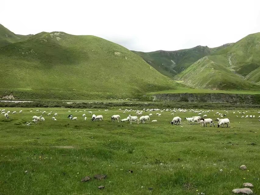 重温刀郎西海情歌,盘点刀郎西海情歌