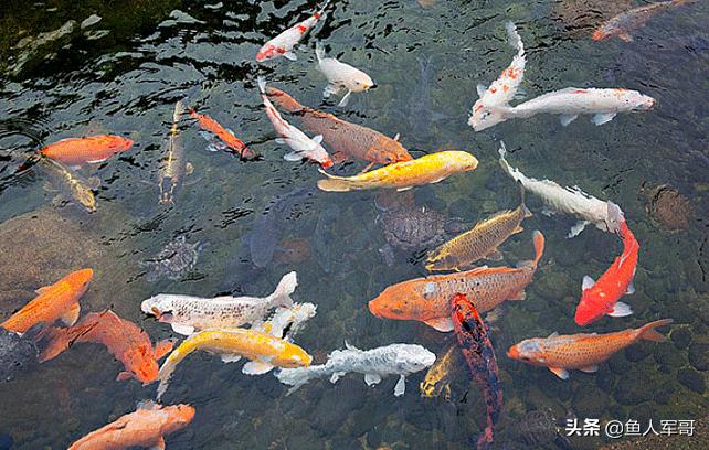 水中活宝锦鲤怎么养,锦鲤鱼与什么鱼可以一起养