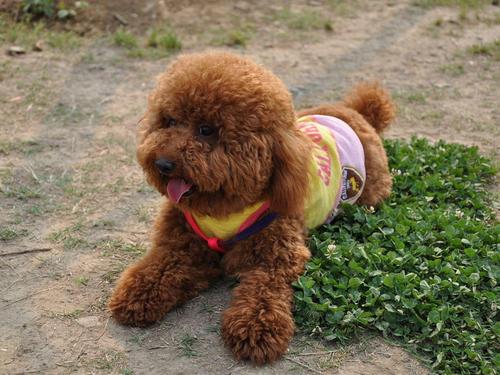 灰色泰迪犬身体长方是不是不纯,泰迪犬纯不纯看哪里毛转不转