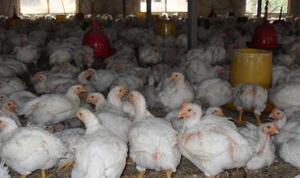 鸡群防疫之后的呼吸道怎么处理,鸡群冷应激会出现呼吸道症状吗