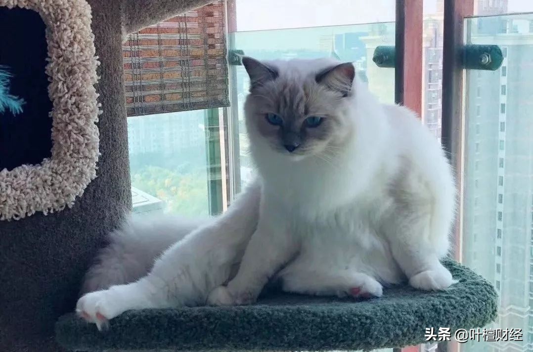 合格投资者认定可以不做吗,合格投资者认定需要投资经验吗