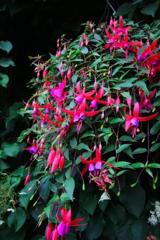 惊艳倒挂金钟,惊艳倒挂金钟图片