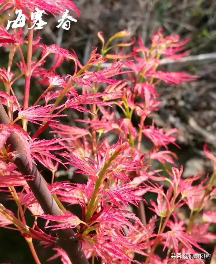 中式庭院藤类植物,枫树和紫藤