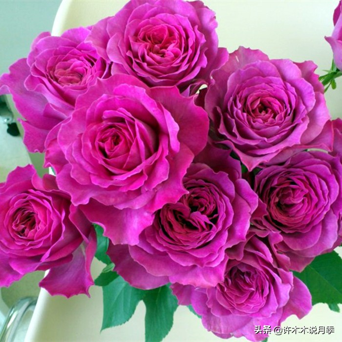 新手月季种植手册，牢记这6点，不死苗、开花多。新手收藏备用