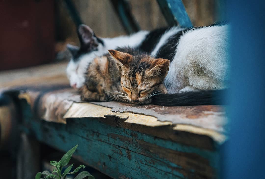 猫咪真菌感染和球菌感染怎么治疗,猫病症状大全书