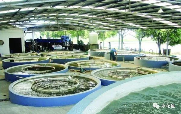 越冬综合症鱼病要多久能治好,鱼瘟病是怎么回事