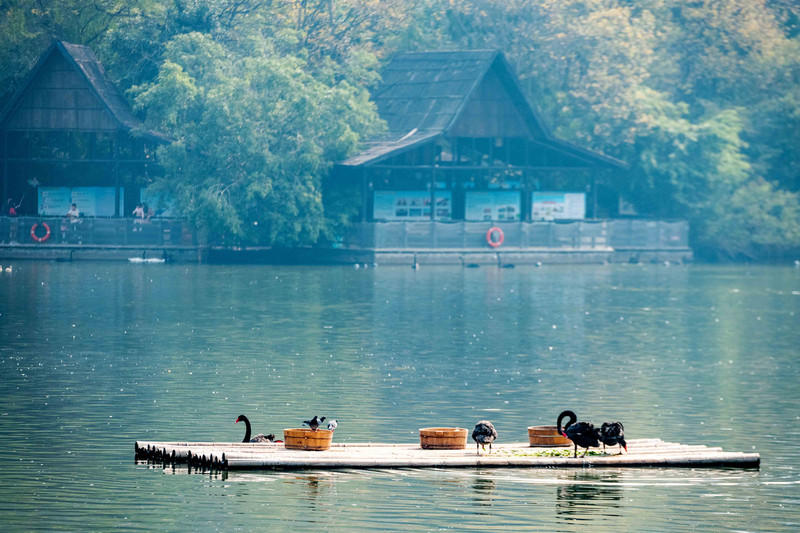 广州长隆野生动物世界旅游攻略,长隆野生动物世界攻略2-3天广州游