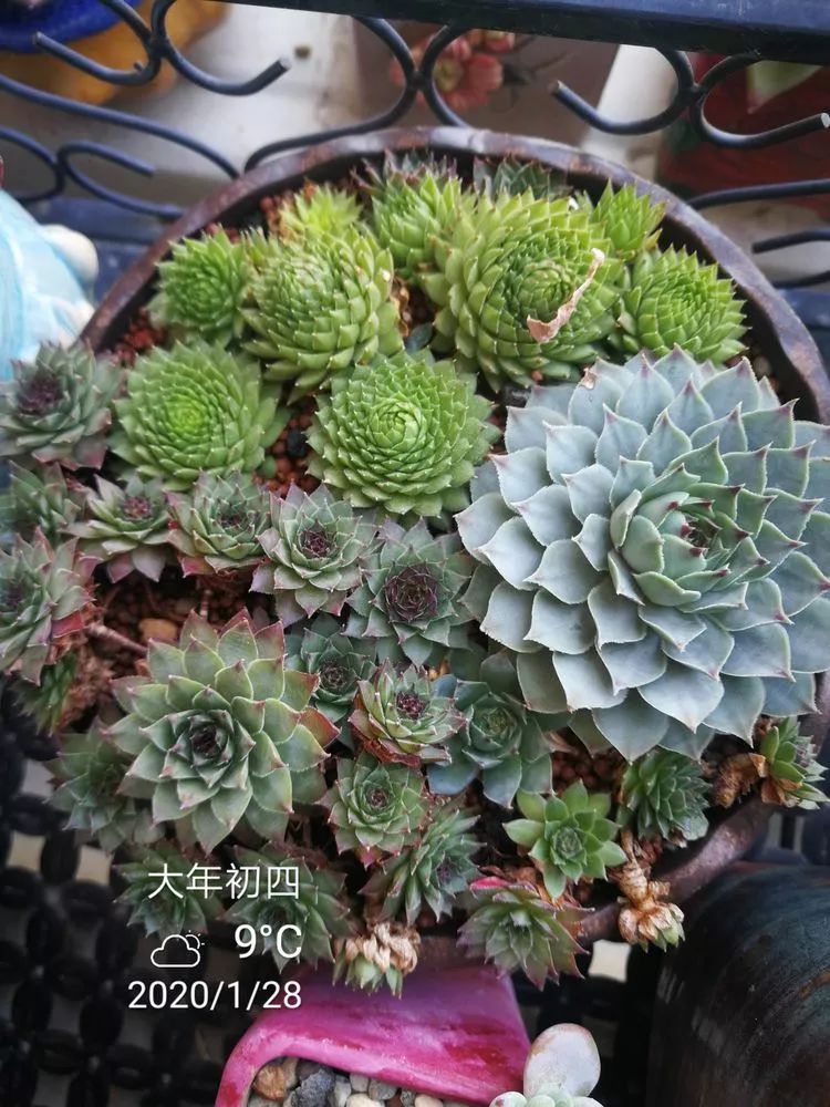 一杯清茶一道暖阳,一杯清茶温暖的时光