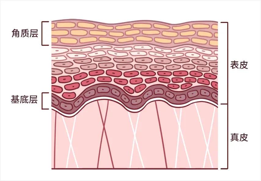 精华液的正确使用方法推荐,精华液的正确使用方法是怎样的