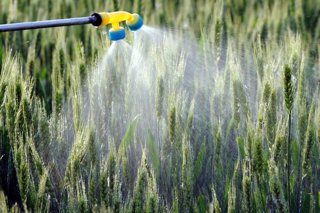 小麦抽穗不正常怎么办,小麦抽穗不齐有的大有的小