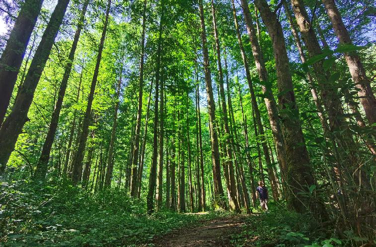 石柱黄水镇避暑攻略,重庆石柱黄水镇避暑记