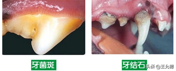 狗子口腔有问题会有什么反应,狗得口腔溃疡会有什么症状