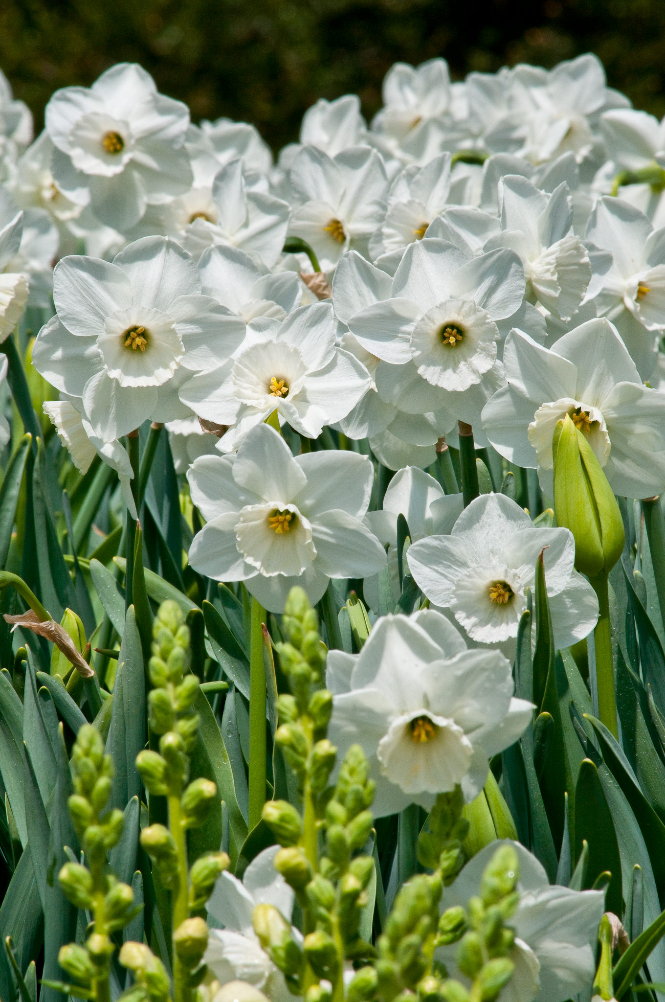 绿山墙的安妮书中的戴安娜,绿山墙的安妮和戴安娜结局