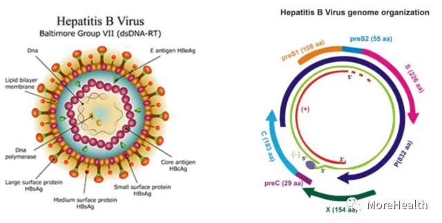 能和乙肝小三阳的人处对象吗,乙肝小三阳谈恋爱需要告知对方吗
