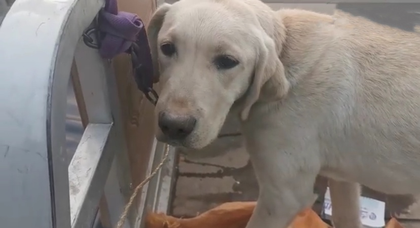 拉布拉多幼犬得了细小5天没死,得了细小狗狗临死的症状