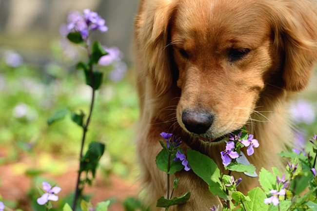 懂事的金毛听话的金毛,听话的金毛和调皮的金毛