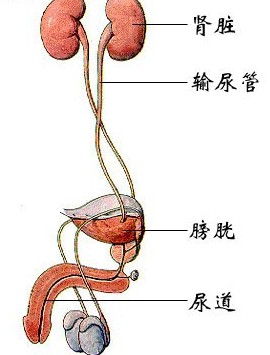 医生常用的解剖学、内外科口诀