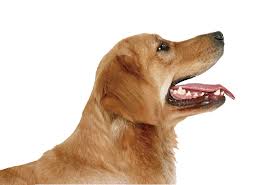 狗狗口臭没有牙结石,狗狗牙上有牙垢口臭怎么办