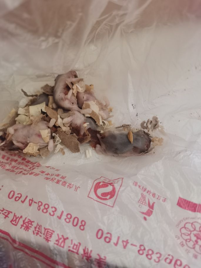 仓鼠的孩子为什么刚生出来就死了,仓鼠昨天好好的今天死了怎么办