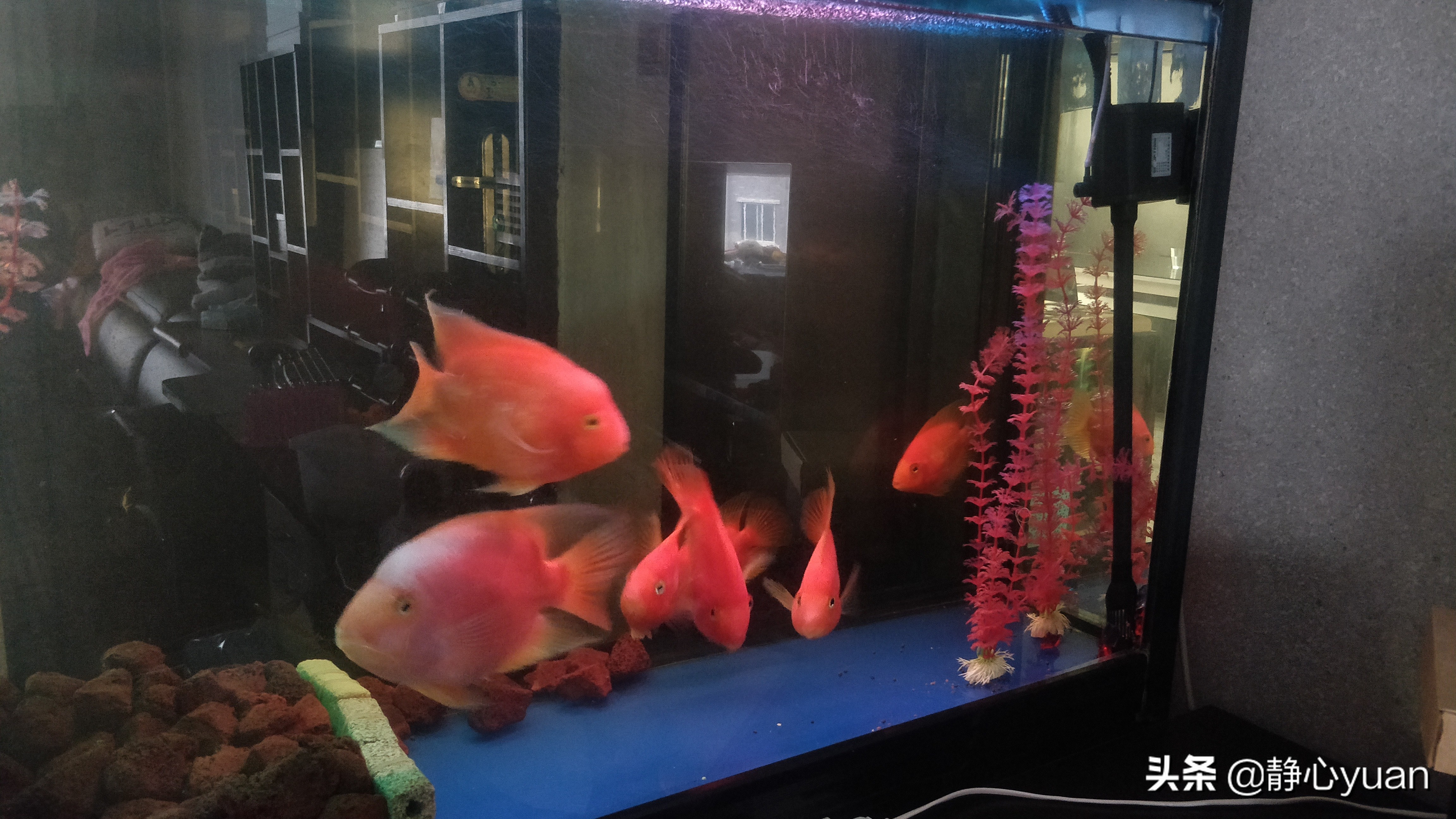 自己在家做鱼缸需要准备什么,自己做鱼缸注意事项