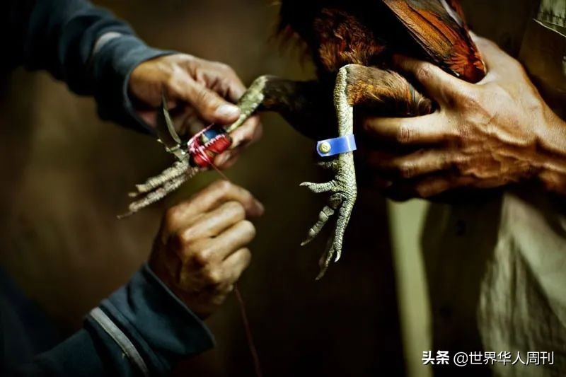 菲律宾一警察被一只公鸡杀死,斗鸡与菲律宾斗鸡打架