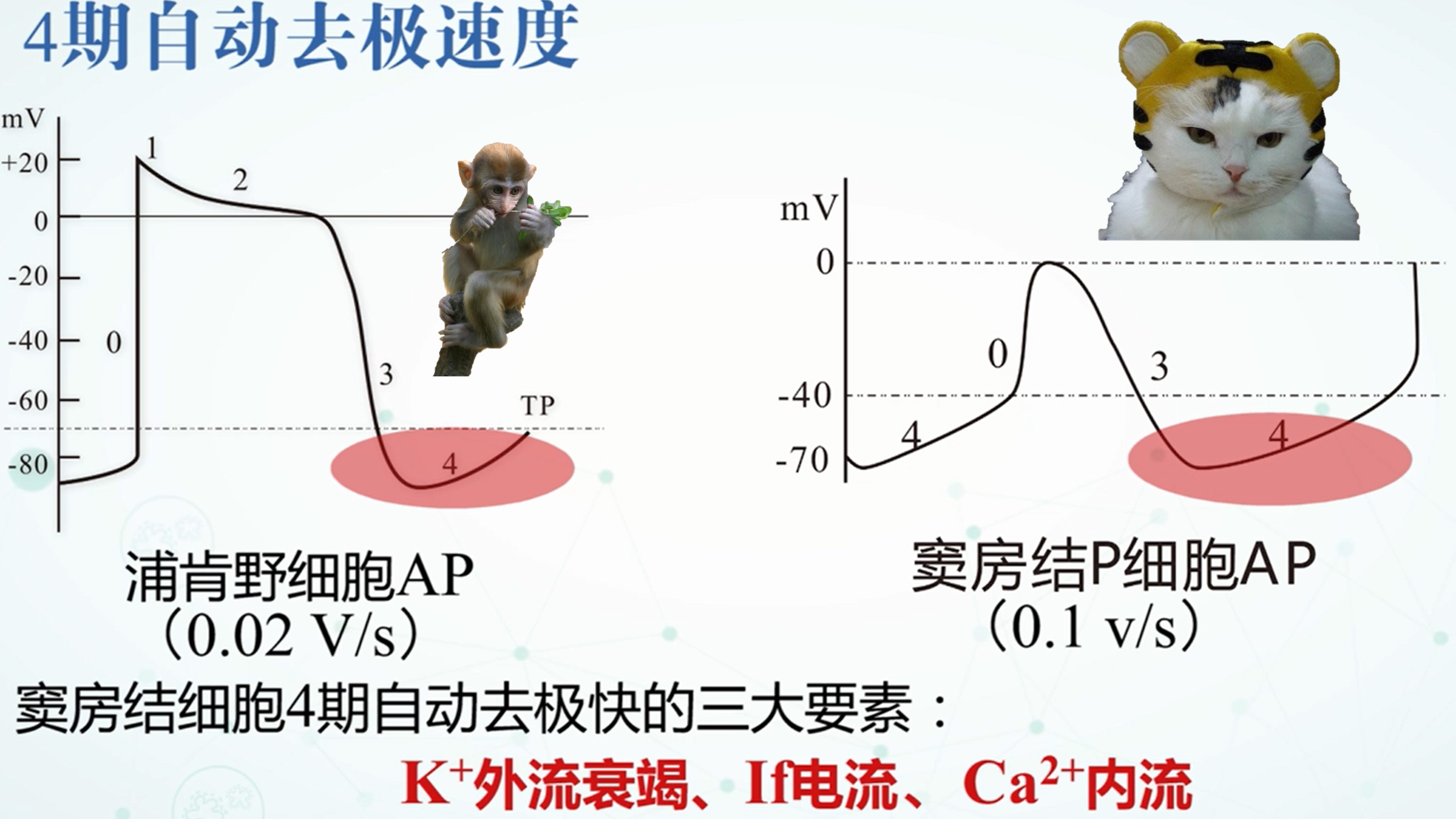 我们是怎么动起来的,心动的人的心脏是怎么跳动的