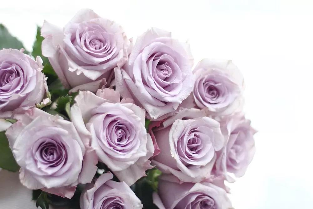 一篇文章带你认识三亚40种花,鲜花图鉴一次性认识30种玫瑰花