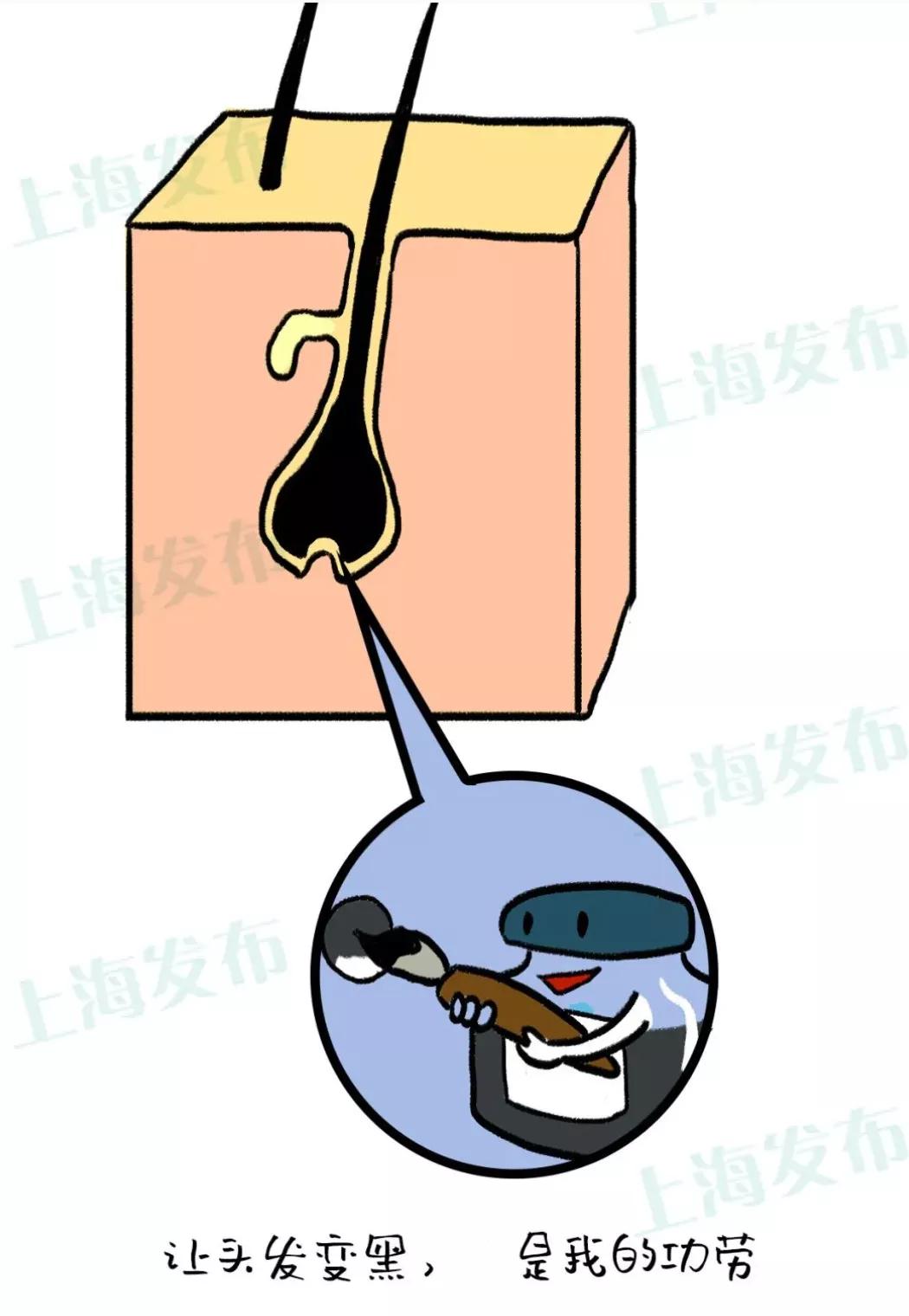 【医聊】年纪不大却长了白头发，需要紧张吗？