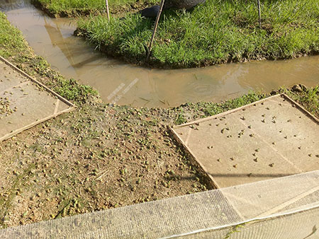 人工养殖青蛙和野生青蛙区别,青蛙怎么养