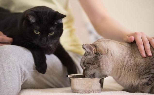 猫咪食欲不振是什么原因,猫咪食欲不振最佳解决方法