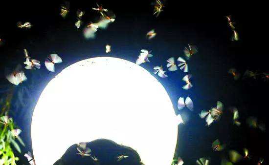 白蚁带翅膀的小飞虫怕什么,带翅膀的白蚁为什么成群爬出来