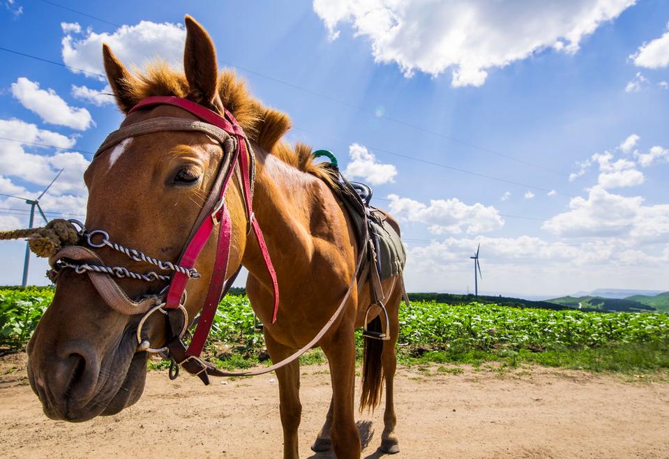 草原何须去内蒙，走进坝上草原，令我的心灵顿生幸福的震颤