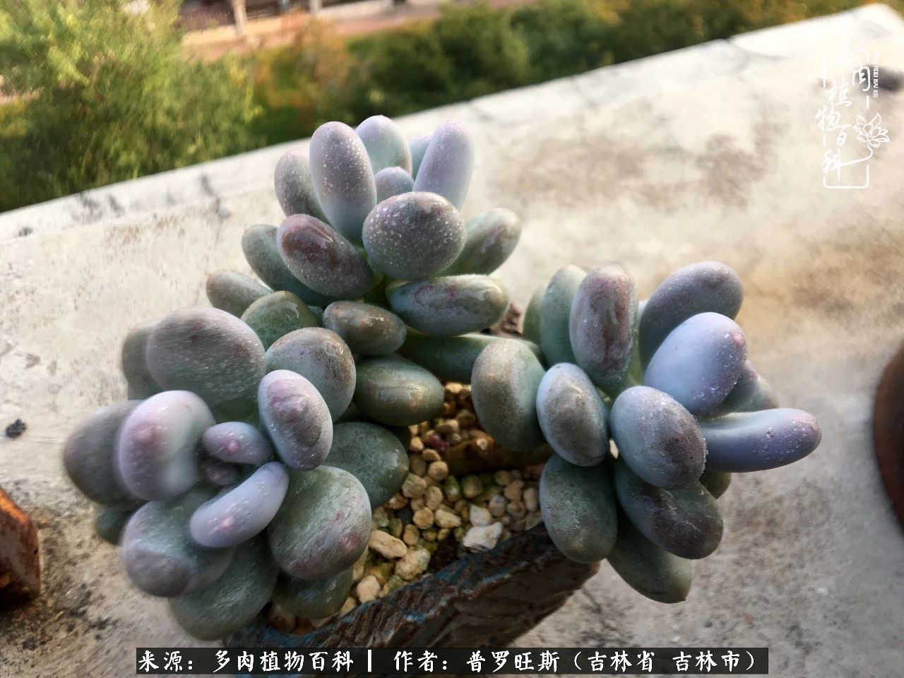 日日勤服侍，日日勤拂拭！服侍花儿，就是拂拭心灵