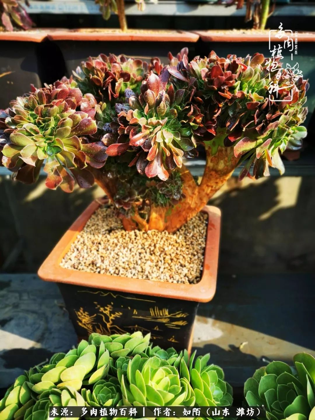 凤凰涅槃，浴火重生！多肉法师圣斗士们的秋天！（附养护经验）