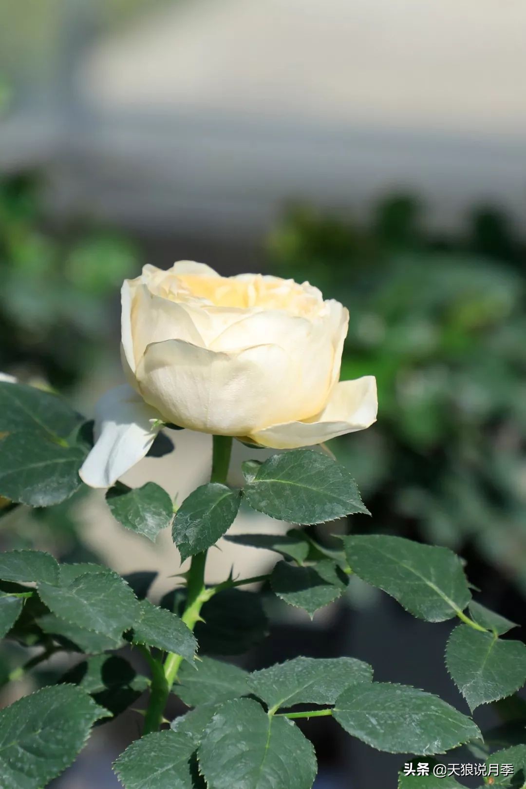 都说“最美人间四月天”，应该就是月季开花的模样吧！