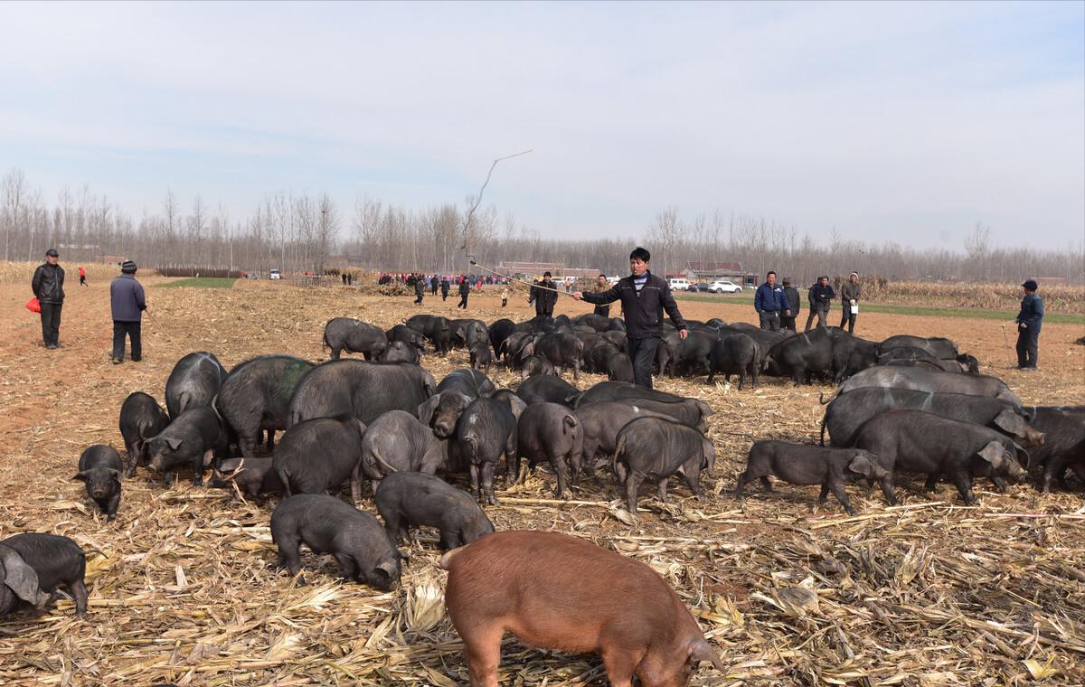 90后回村创业养生态跑山黑猪,退伍老兵回家养猪