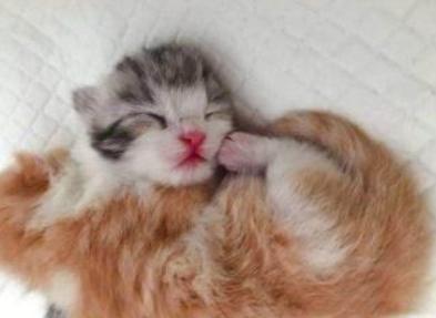 猫咪喂食自助吃太多,猫咪喂食建议用自动吗