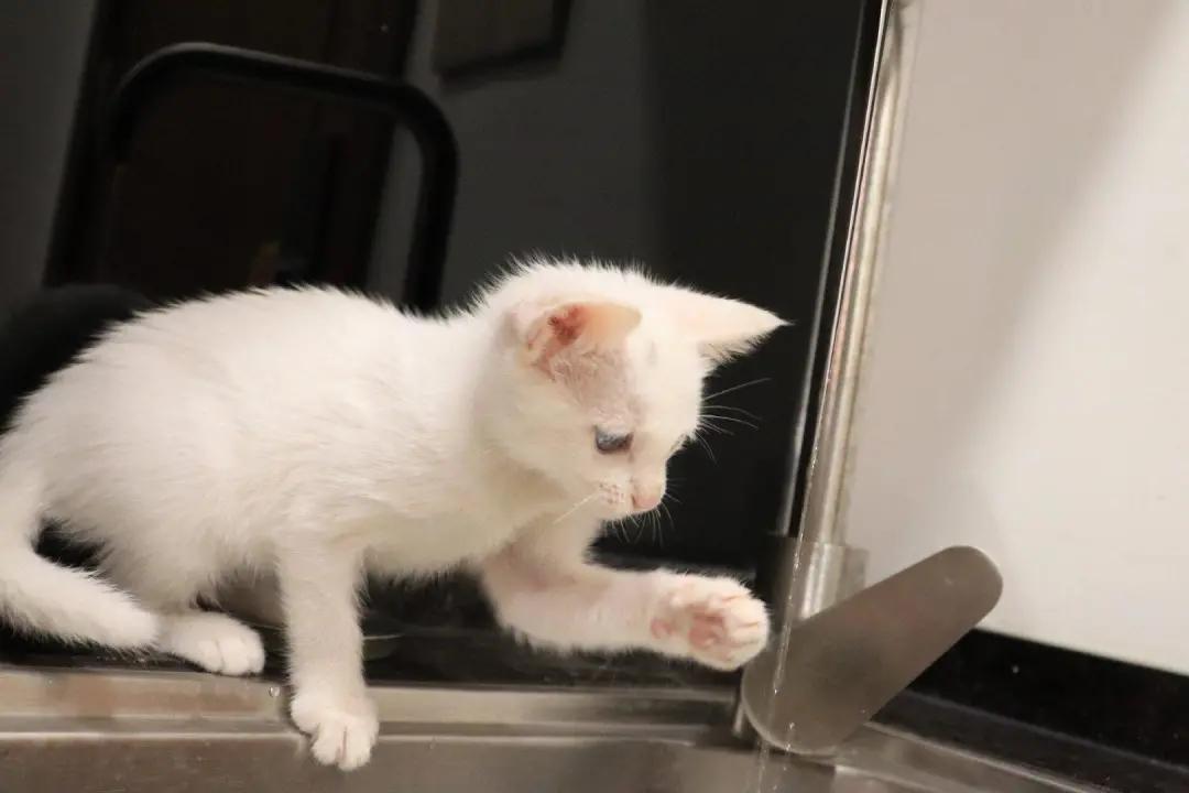 铲屎官最担心猫咪的几件事,爱玩水的猫怎么治