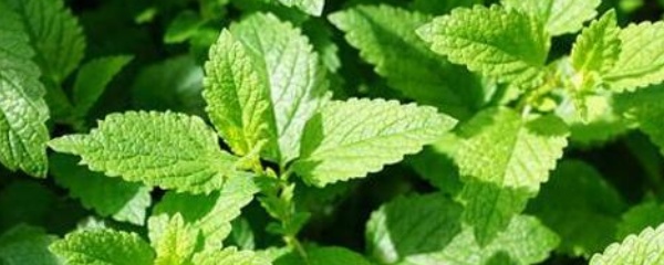 薄荷秋天枯萎了怎么办,盆栽薄荷为什么会枯萎