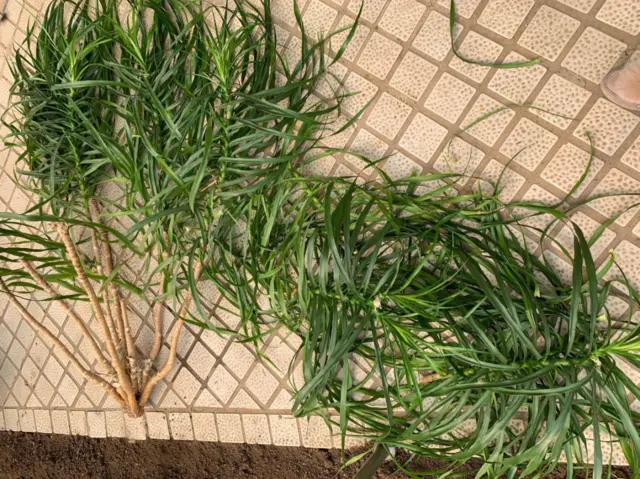 长了二十年的芦荟,龟背竹芦荟